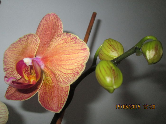 IMG_3293 - Florile mele iunie 2015