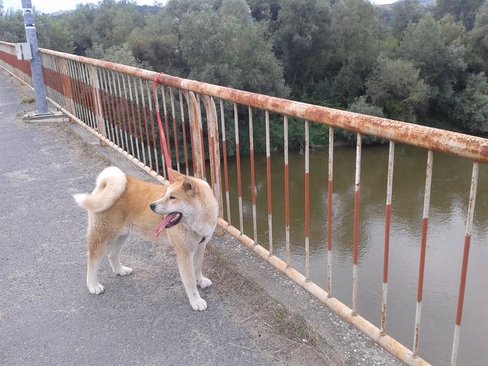 20150619_192801[1] - AKIRA-femela rasa Akita Inu Japonez