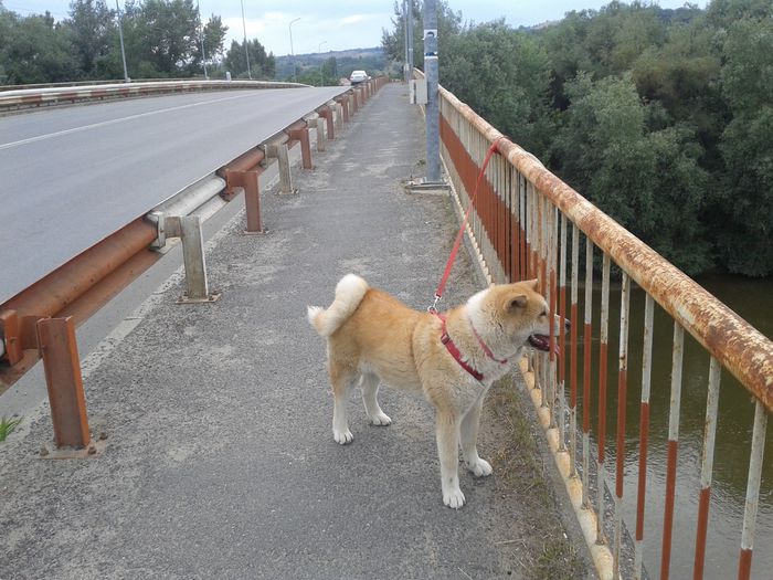 20150619_192809[1] - AKIRA-femela rasa Akita Inu Japonez
