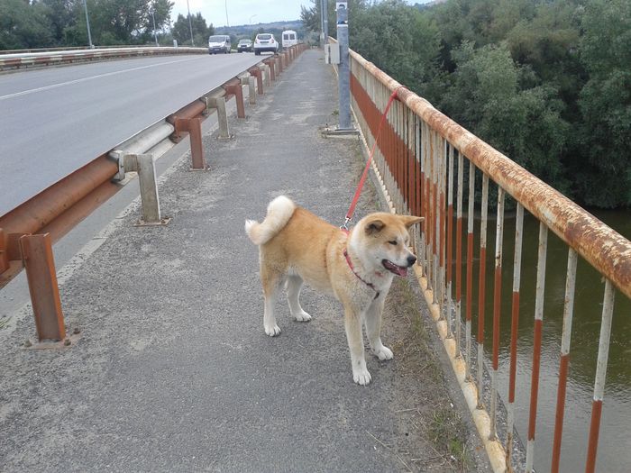 20150619_192815[1] - AKIRA-femela rasa Akita Inu Japonez