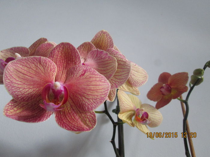 IMG_3294 - Florile mele iunie 2015