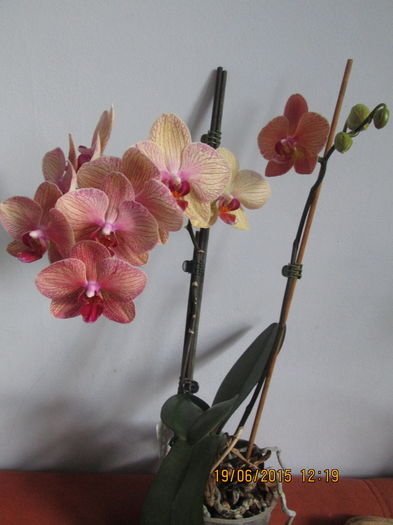 IMG_3291 - Florile mele iunie 2015