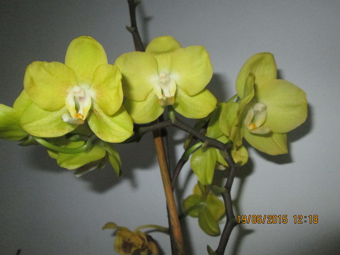 IMG_3276 - Florile mele iunie 2015