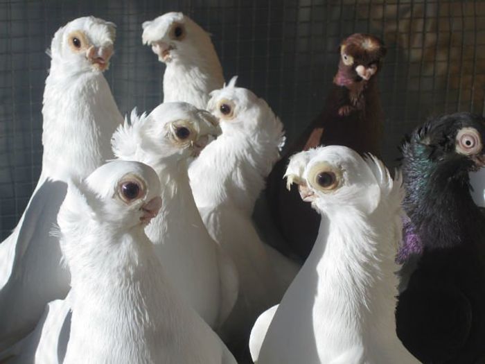 00 - 0 Rase de porombei  deosebite