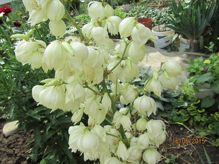 Yucca