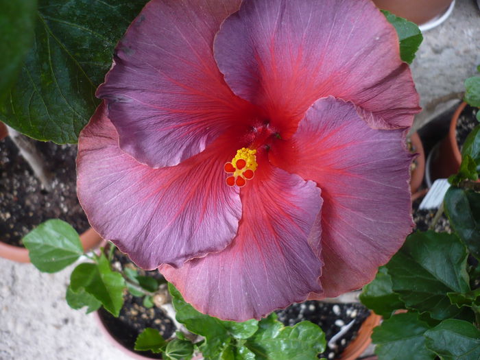 19.06.2015 - HIBISCUSI 2015-1