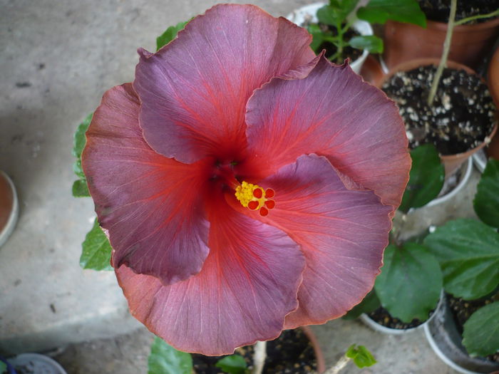 Bayou Irene - HIBISCUSI 2015-1