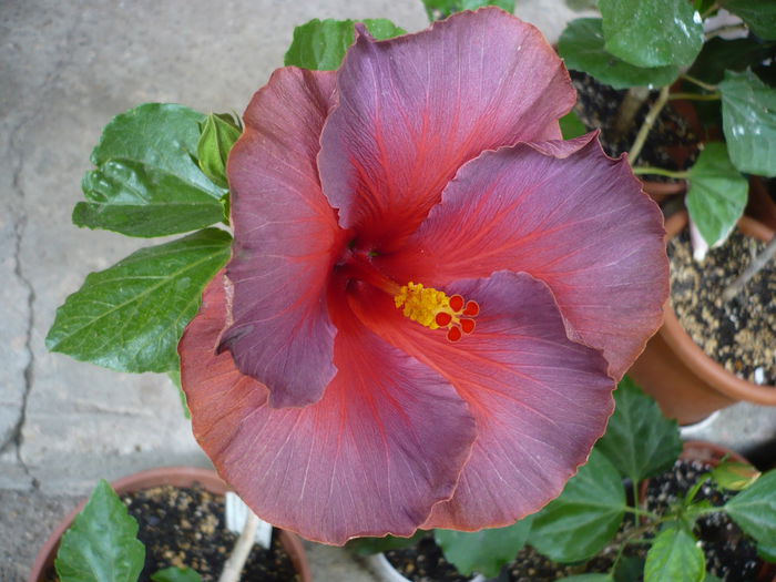 P1220648 - HIBISCUSI 2015-1