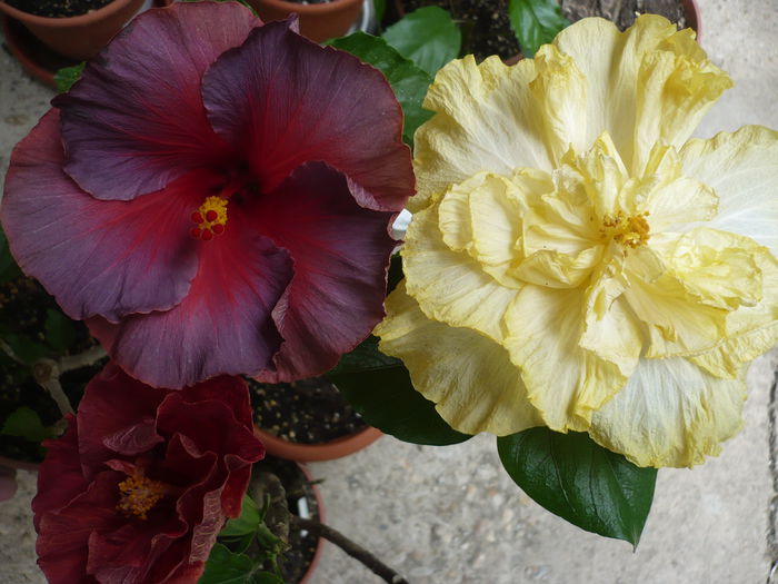 P1220652 - HIBISCUSI 2015-1