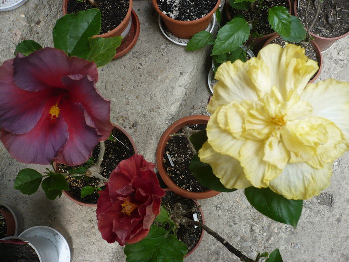 P1220651 - HIBISCUSI 2015-1