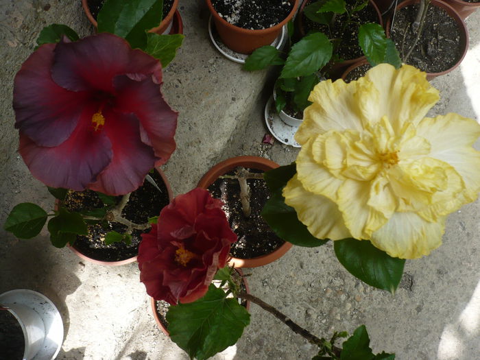 P1220649 - HIBISCUSI 2015-1