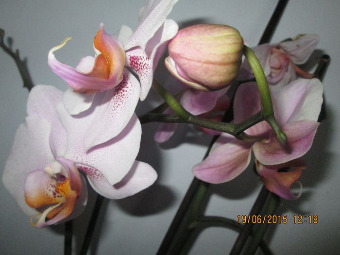 IMG_3283 - Florile mele iunie 2015