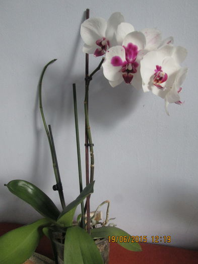 IMG_3284 - Florile mele iunie 2015