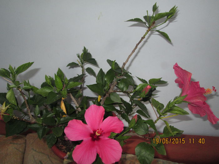 IMG_3267 - Florile mele iunie 2015
