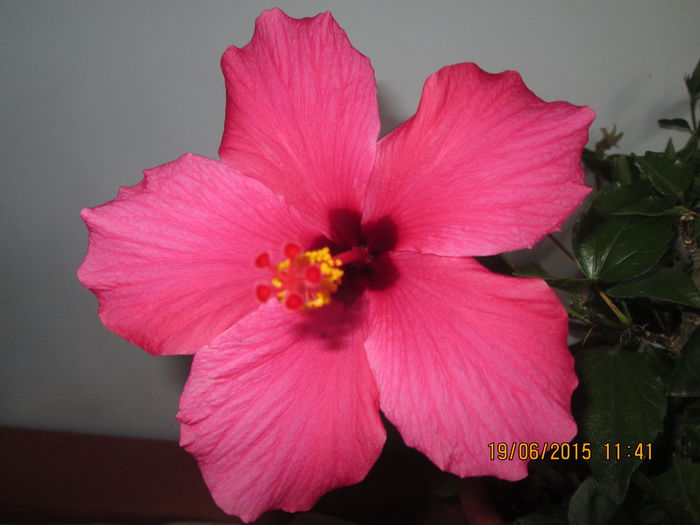 IMG_3268 - Florile mele iunie 2015