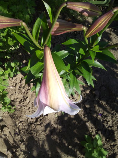 a inceput inflorirea - cale si crini 2015