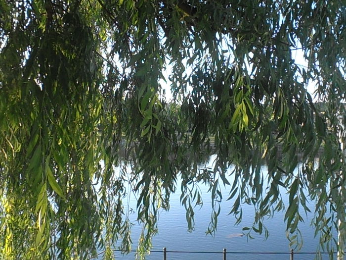 P6090008