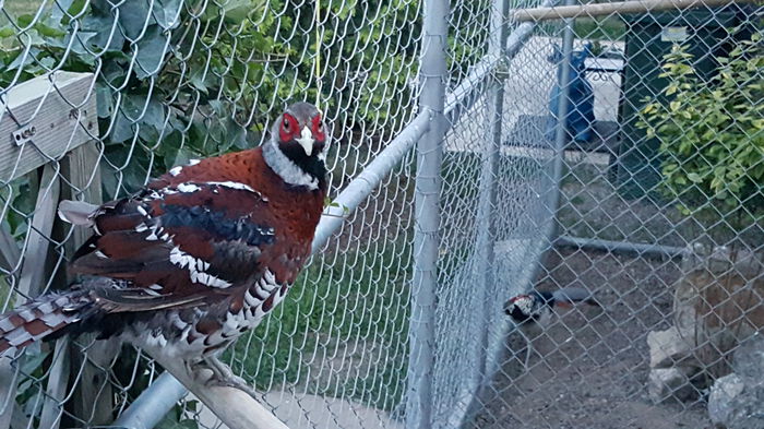 20150618_213026; Mascul eliot adult...matca mea
