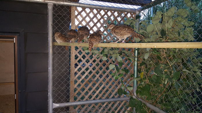 20150618_212329; Pui eliot din 2015
