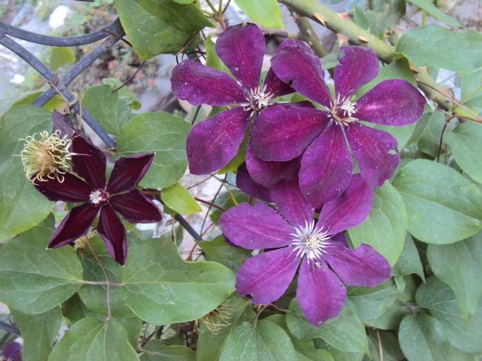 DSC09066 - 1 Clematite 2015