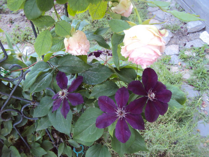 DSC09079 - 1 Clematite 2015
