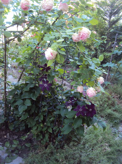 DSC09080 - 1 Clematite 2015