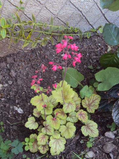 DSC09093 - 2016 Heuchera