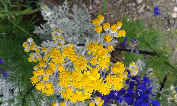 010; Cineraria
