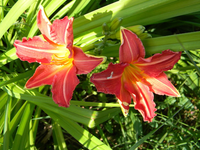 Red rum - 3 Gradina 2015