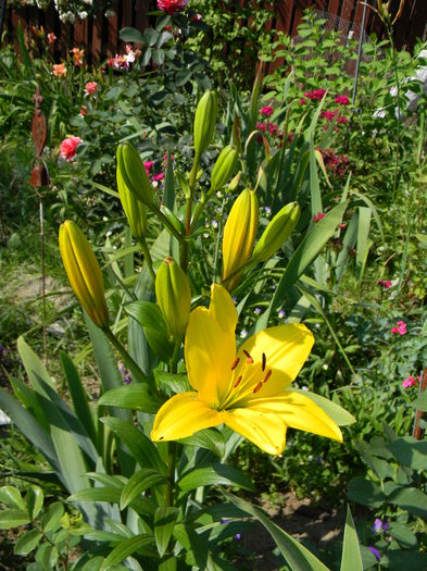 DSCN0105 - 3 Gradina 2015