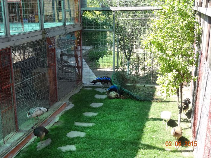 DSC00680