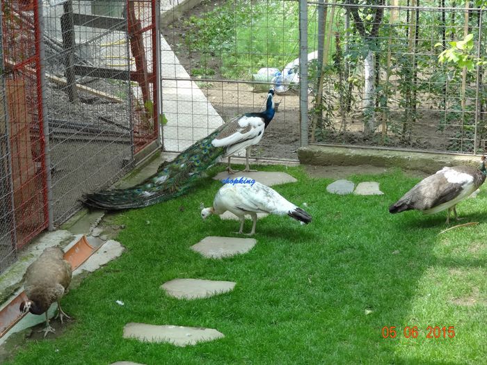 DSC01060