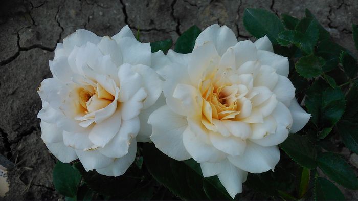 DSC_1140 - TRANDAFIRI 2015 II