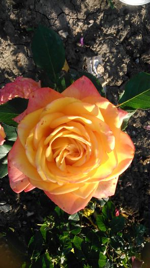 DSC_1143 - TRANDAFIRI 2015 II