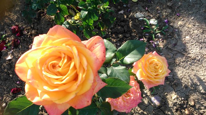 DSC_1144 - TRANDAFIRI 2015 II