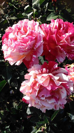 DSC_1146 - TRANDAFIRI 2015 II