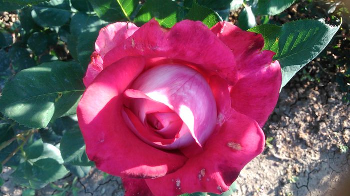 DSC_1149 - TRANDAFIRI 2015 II