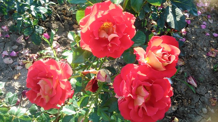 DSC_1150 - TRANDAFIRI 2015 II