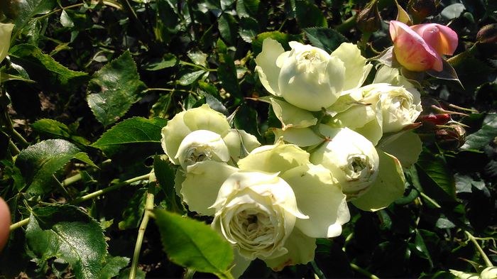 DSC_1151 - TRANDAFIRI 2015 II