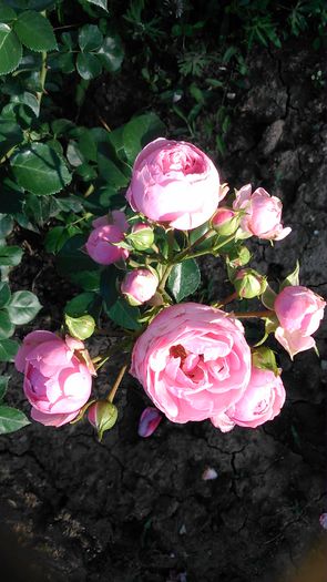 DSC_1153 - TRANDAFIRI 2015 II