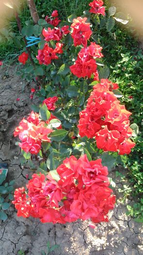 DSC_1154 - TRANDAFIRI 2015 II