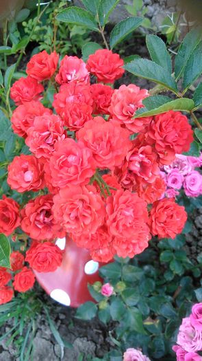 DSC_1155 - TRANDAFIRI 2015 II