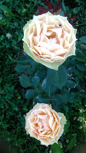 DSC_1157 - TRANDAFIRI 2015 II