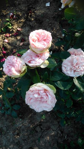 DSC_1158 - TRANDAFIRI 2015 II