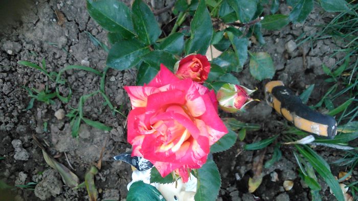 DSC_1159 - TRANDAFIRI 2015 II