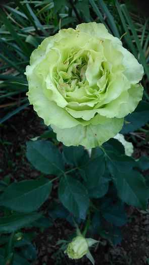 DSC_1160 - TRANDAFIRI 2015 II