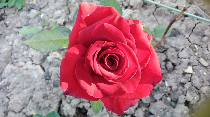 DSC_1165 - TRANDAFIRI 2015 II