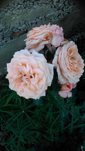 DSC_1167 - TRANDAFIRI 2015 II