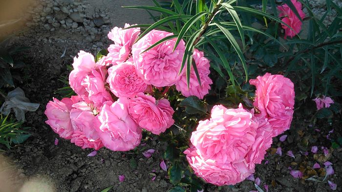 DSC_1168 - TRANDAFIRI 2015 II