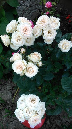 DSC_1173 - TRANDAFIRI 2015 II